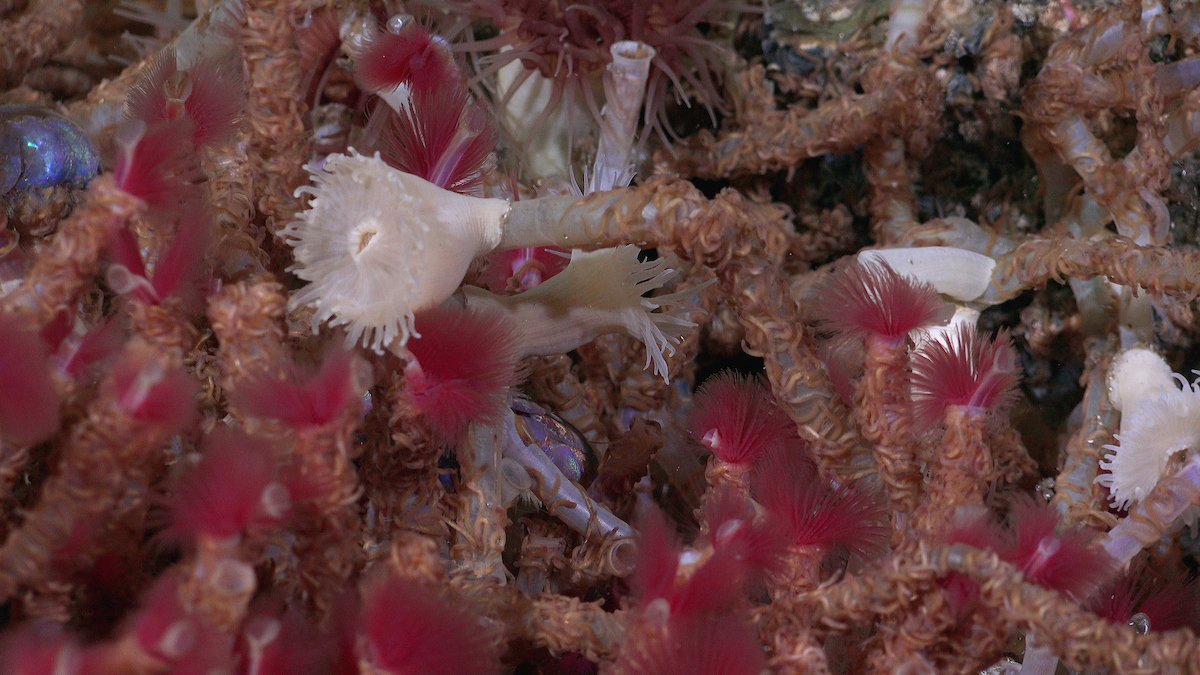 Hydrothermal Vents