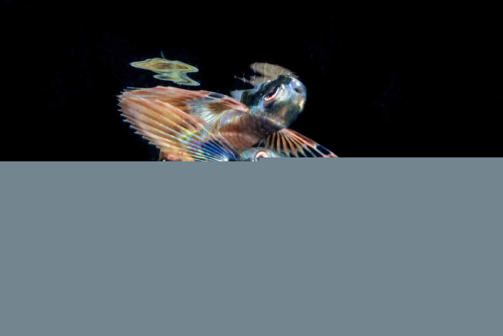 A Flying Fish in dark ocean waters