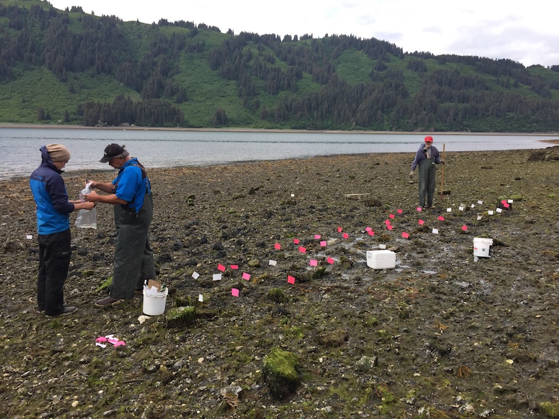 Planting clams near Seldovia Bay. Each flag represents an adult clam buried in the hopes they would survive and spawn in the bay.