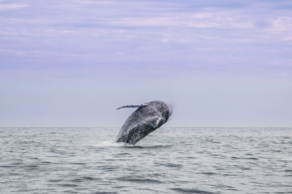 Joanna Toole Intern, Humpback whale dives into the ocean