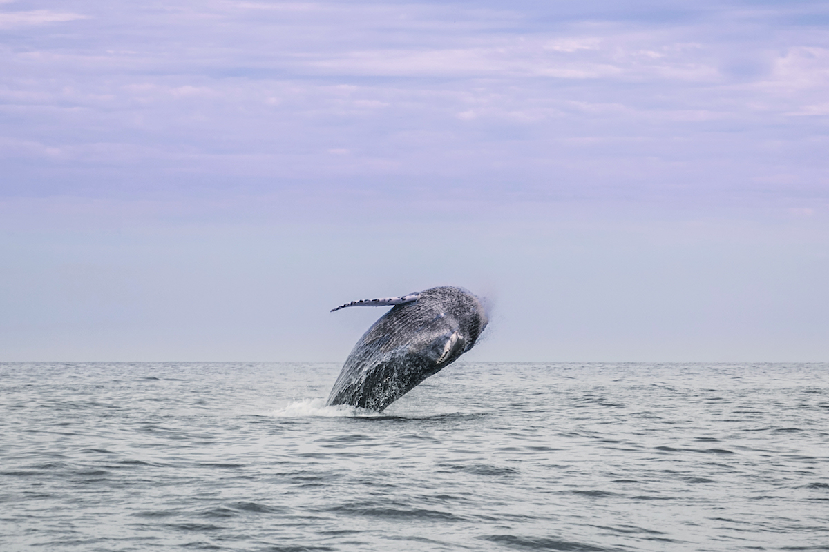 Joanna Toole Intern, Humpback whale dives into the ocean