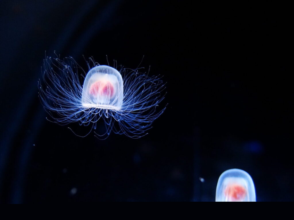 immortal jellyfish