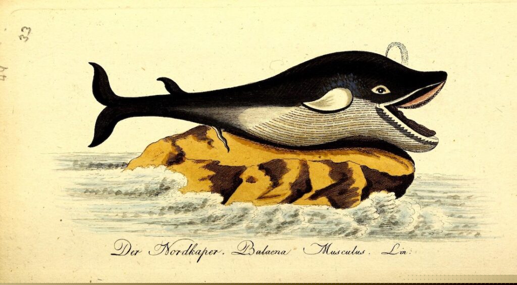 Historical Whales Illustration