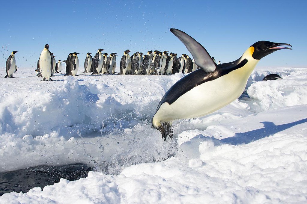 Emperor Penguins on ice