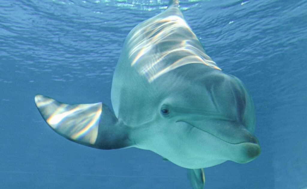 Winter the Dolphin