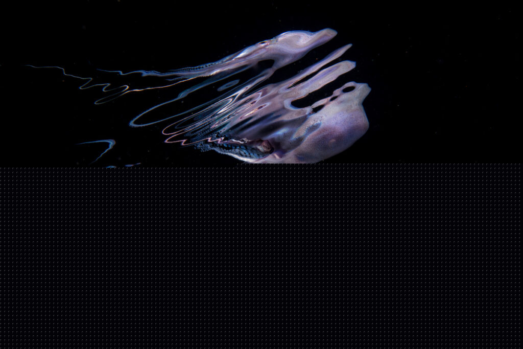 Octopus in black ocean water