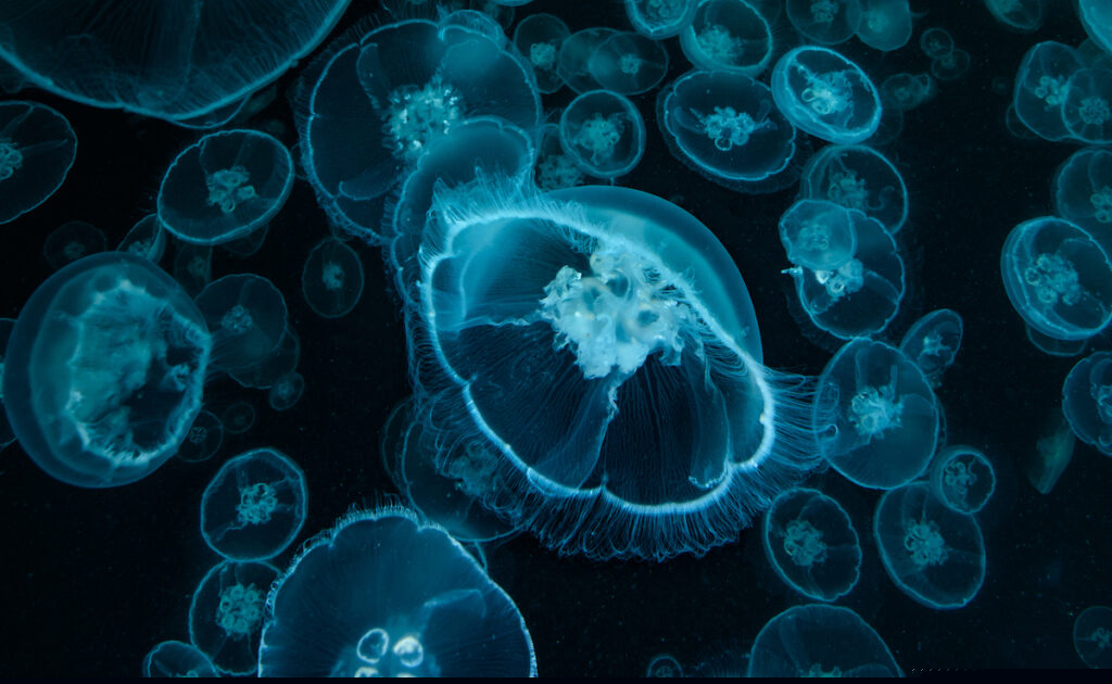 Moon Jellyfish