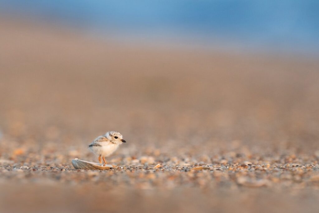 January Wallpapers bird in a field