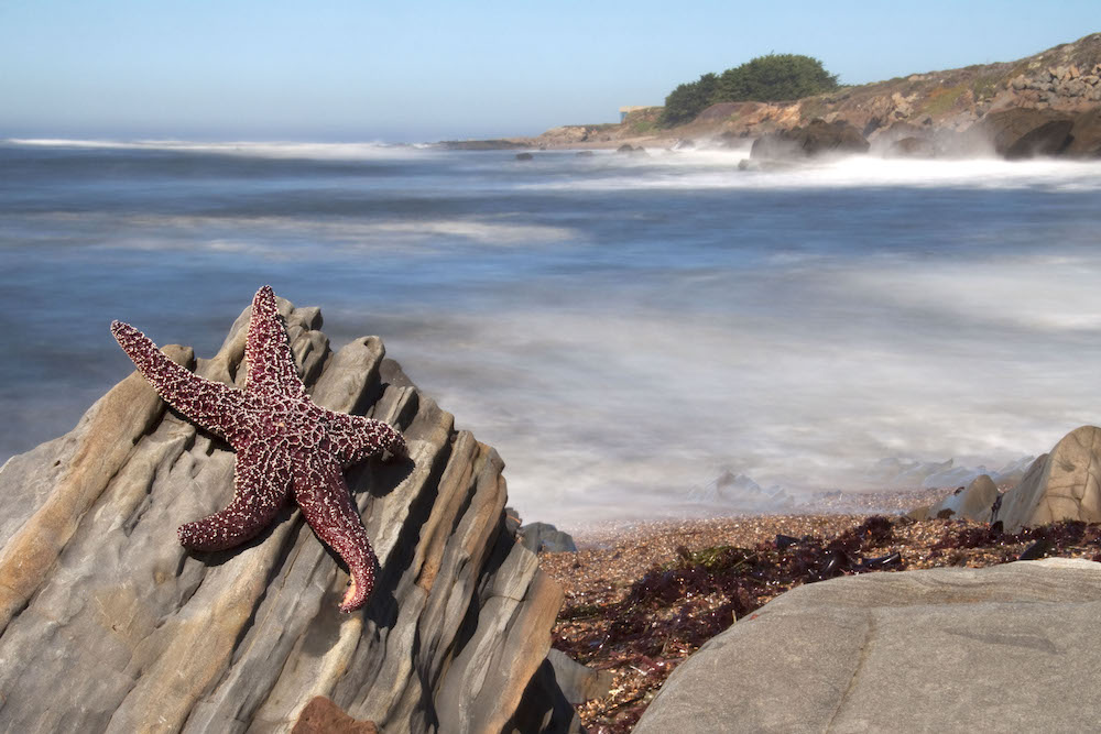 Starfish transformation