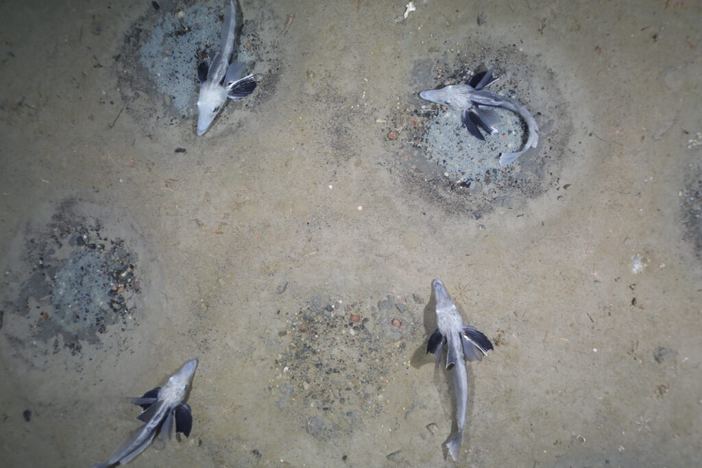 Icefish in the ocean