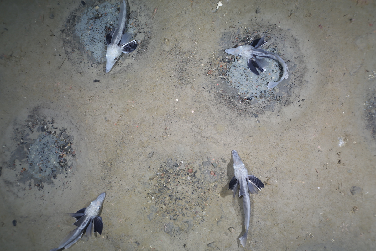 Icefish in the ocean