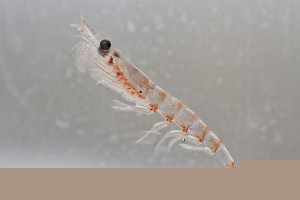 Antarctic krill in the water column of the Southern Ocean off the coast of the Antarctic Peninsula