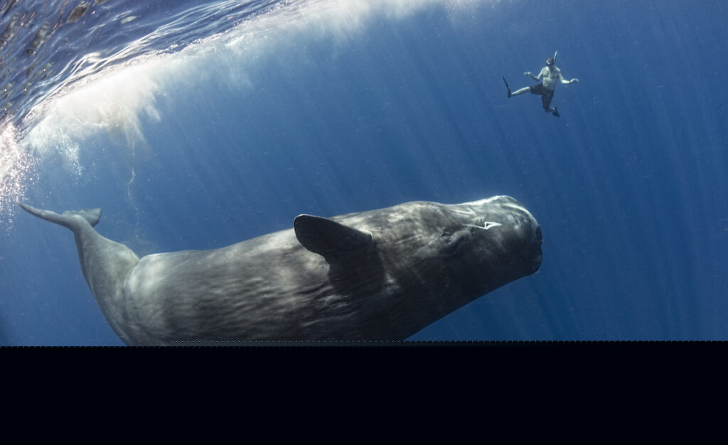 Playful Sperm Whales mimics a snorkeler in the waters off Dominica