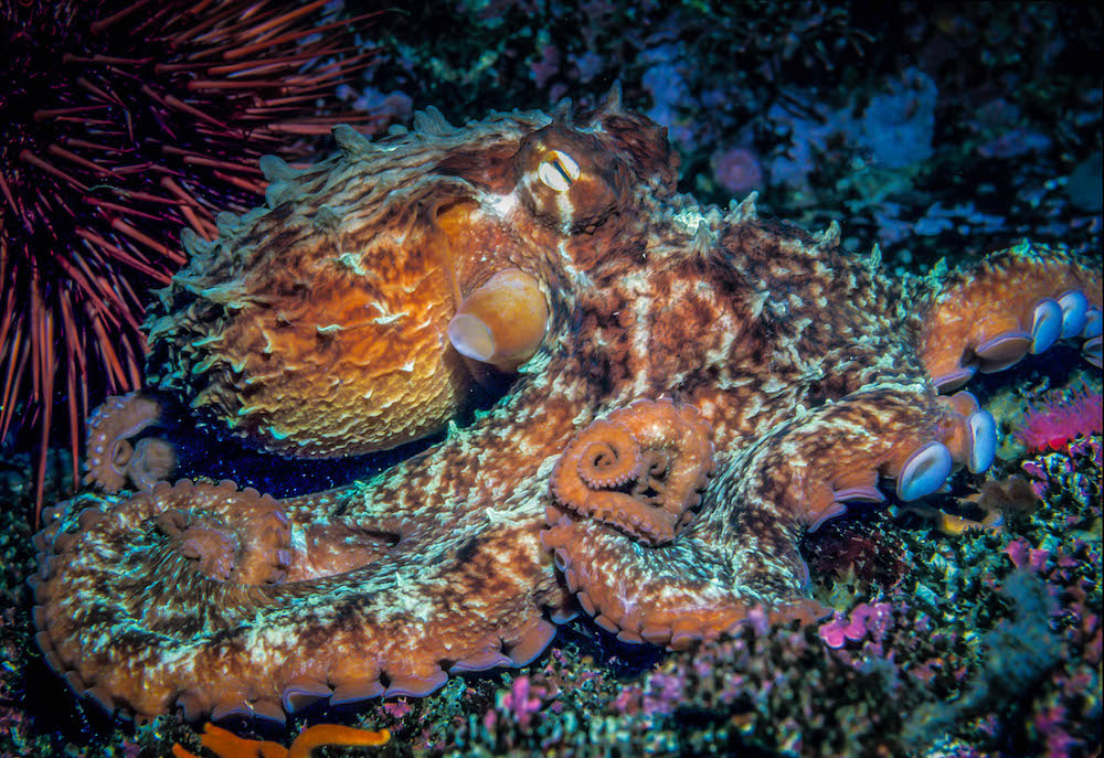 Cephalopods Giant Pacific Octopus in ocean