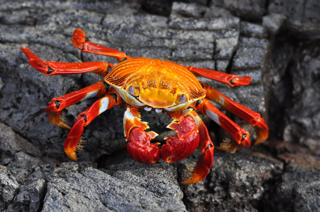 Sally Lightfoot Crab red and blue shells
