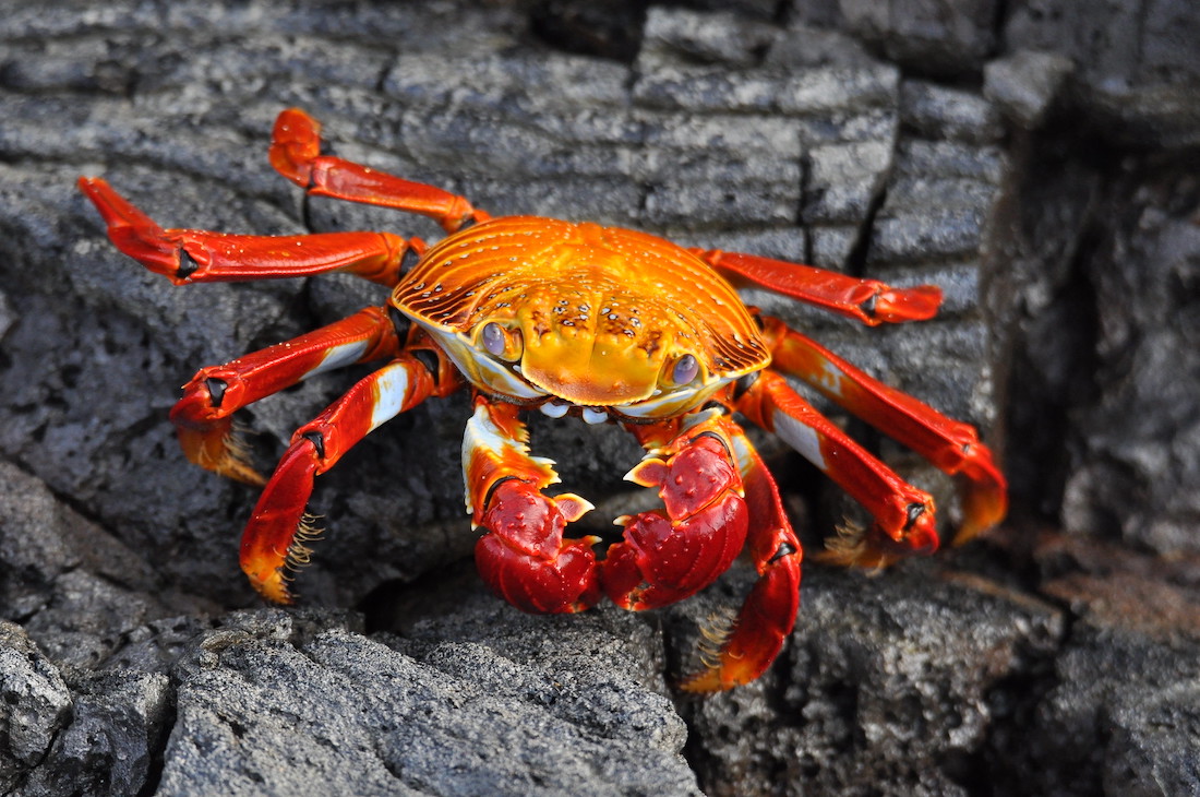 Sally Lightfoot Crab red and blue shells