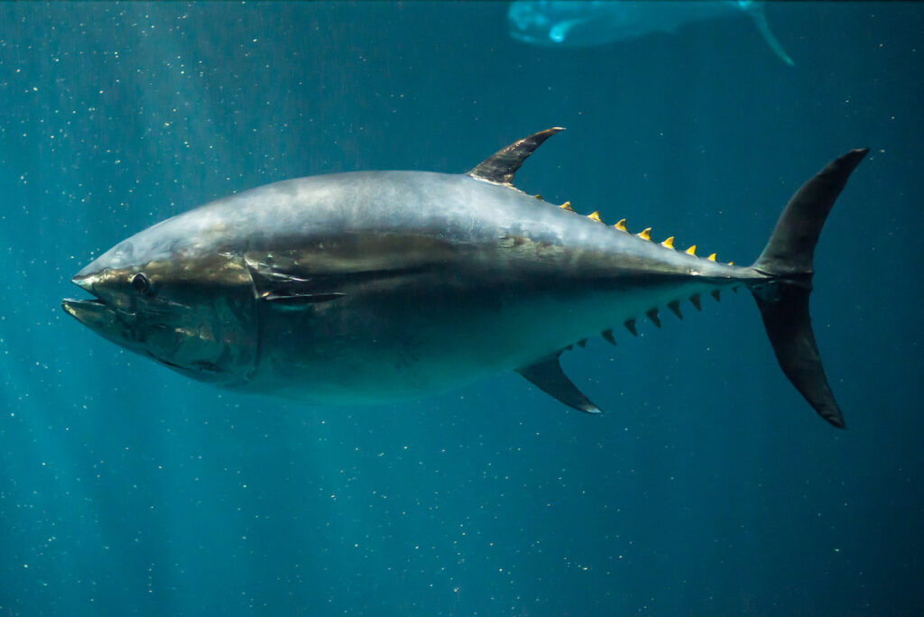 Tuna fish in the ocean