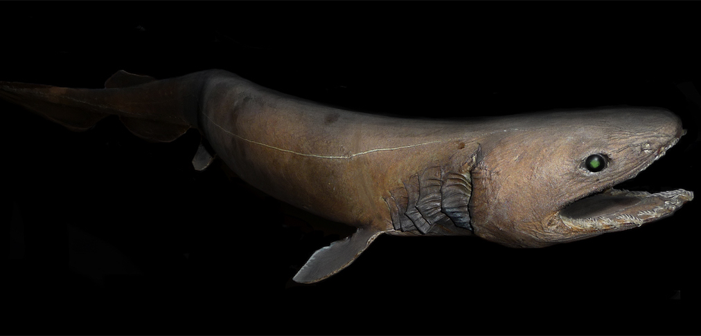 Frilled Shark