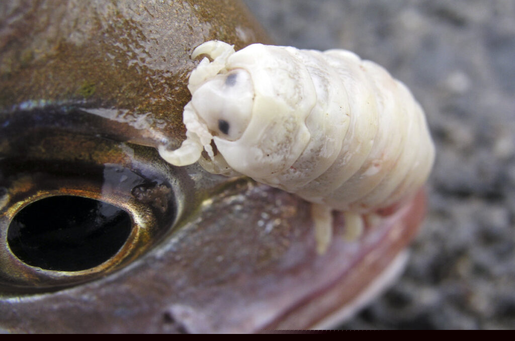Tongue-Eating Louse