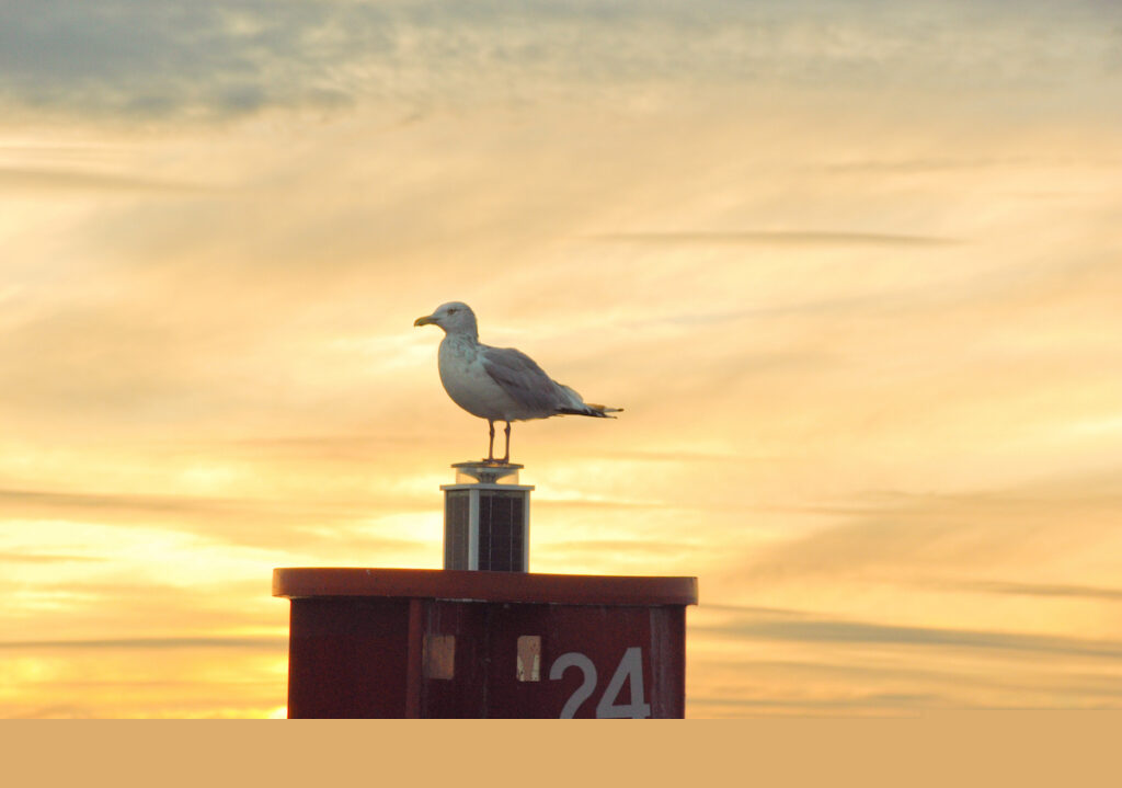 Seagulls by the sunset
