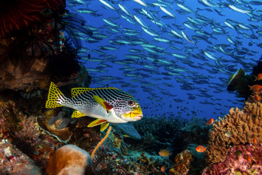 Fish in ocean tackling ghost gear