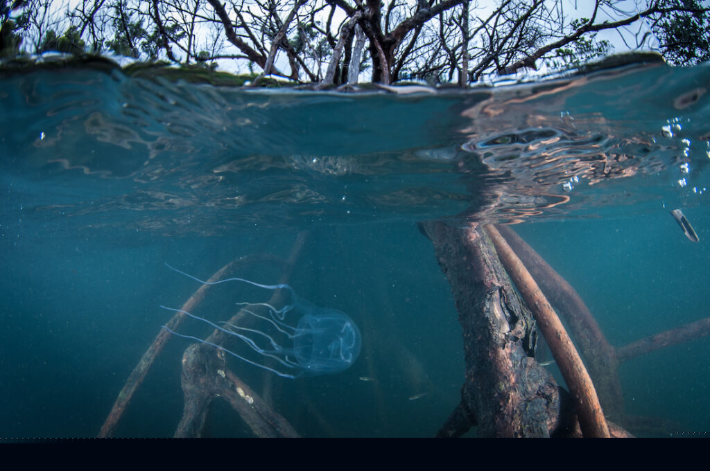 Box Jellyfish in Mangroves