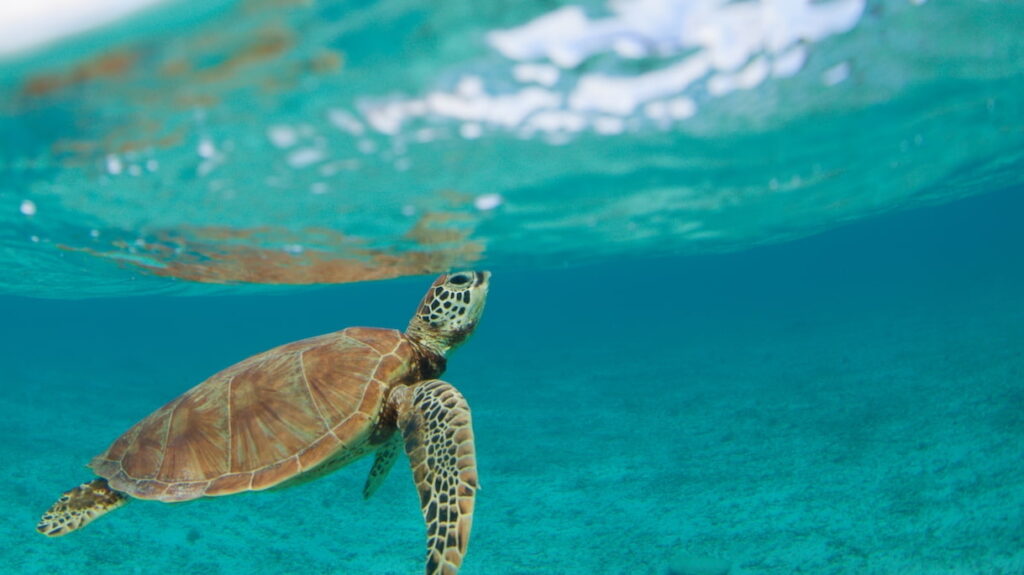 April Wallpapers Sea turtle