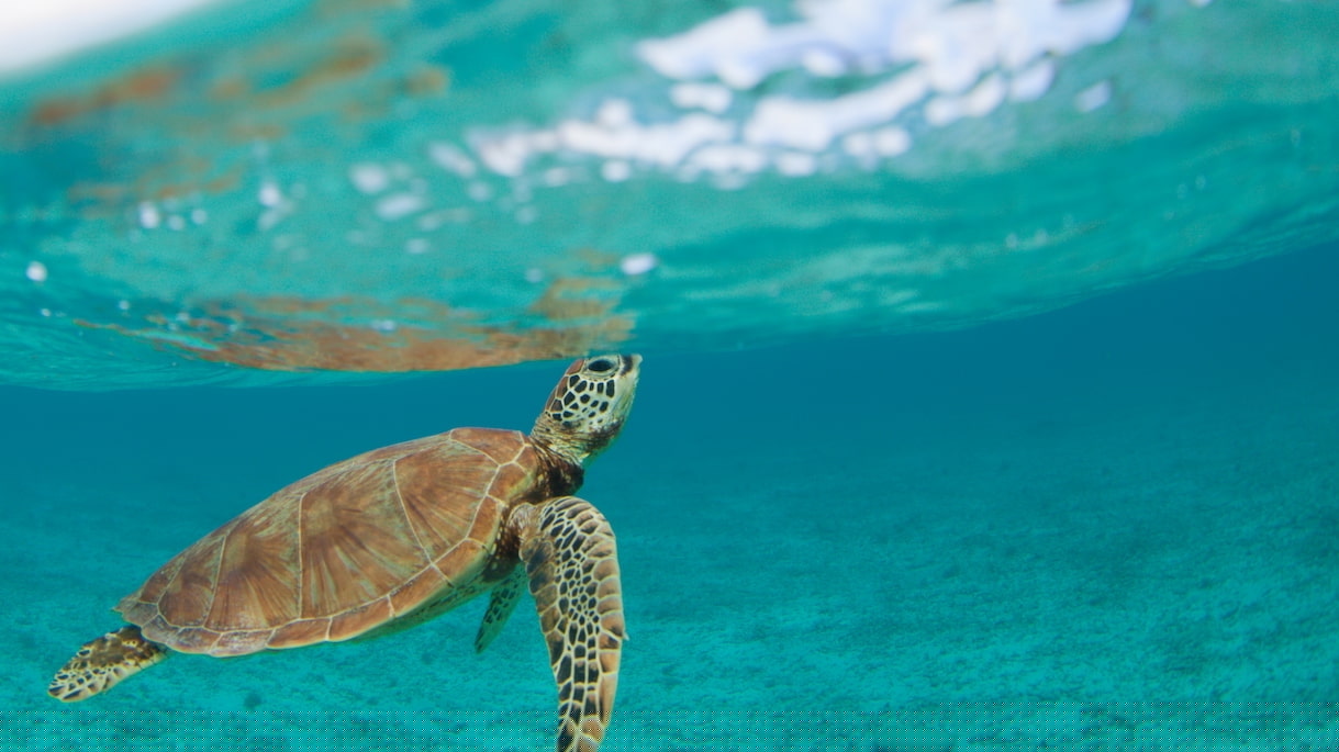 April Wallpapers Sea turtle
