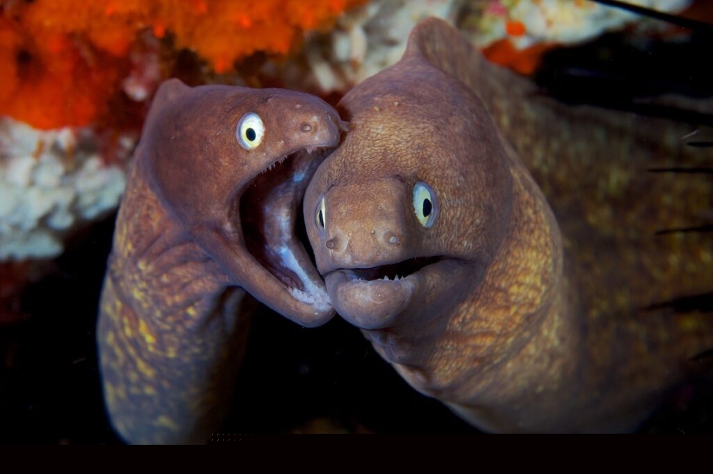eels in the ocean represent those from little mermaid film