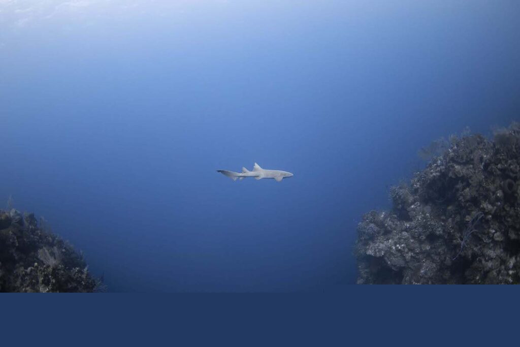 extinction threats ocean animals like the Reef shark alone in deep water