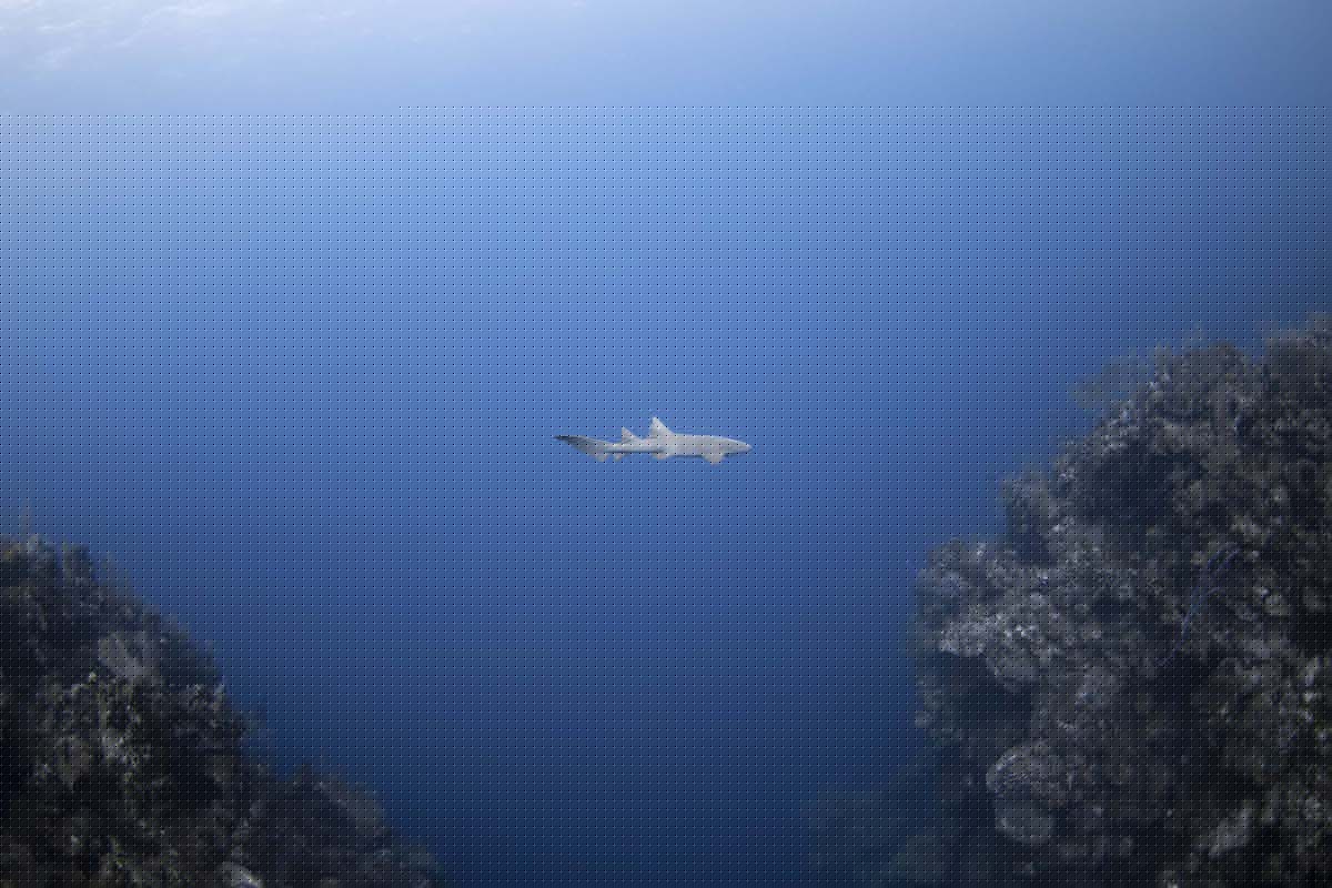 extinction threats ocean animals like the Reef shark alone in deep water