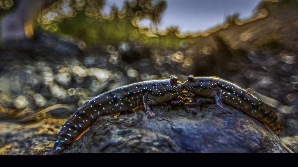 Mudskippers in the swamp