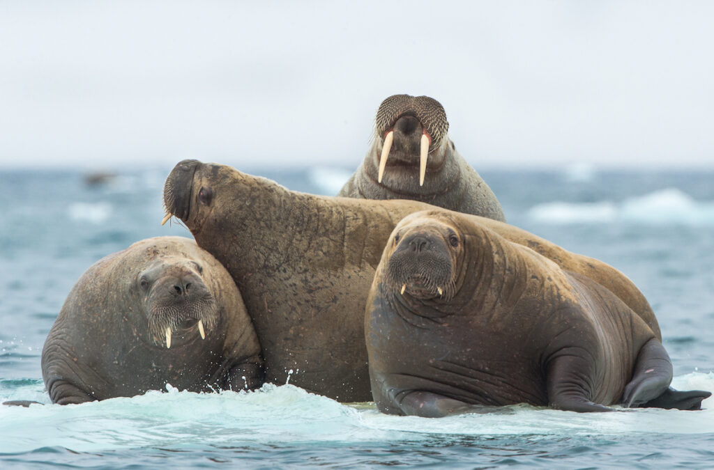 Walrus resting on ice Biden Administration