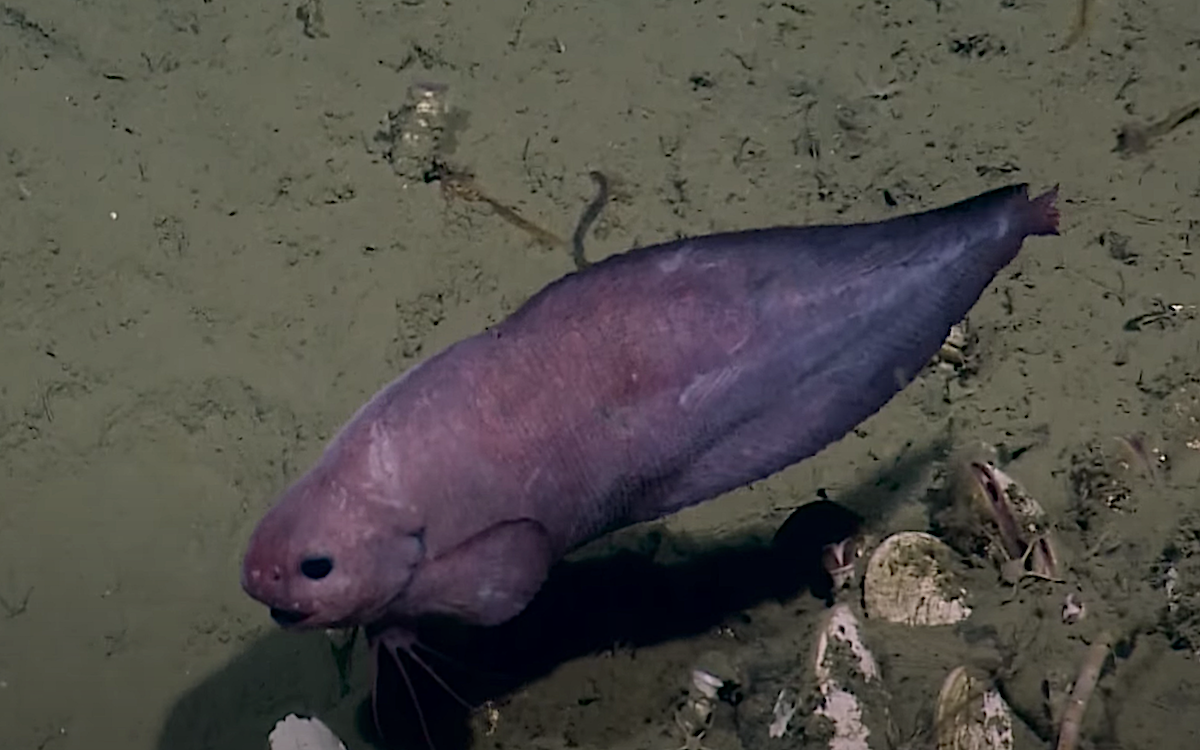 snailfish