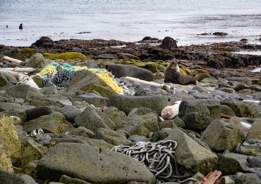 A northern fur seal sits on the rocks off the shore of St. Paul Island among netting, ropes and other forms of marine debris.