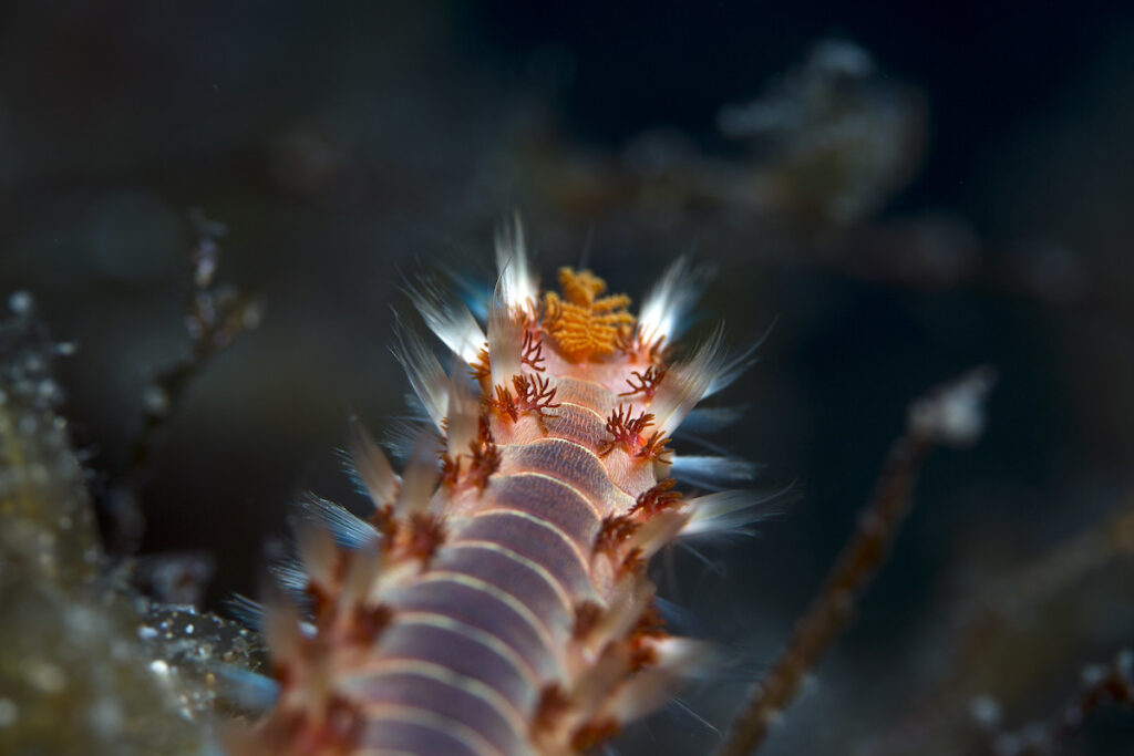 Polychaete Worms or bristle worm in the ocean