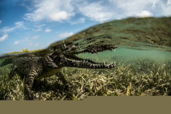 An American Crocodile resting in mangrove forest shallow water. Brackish water