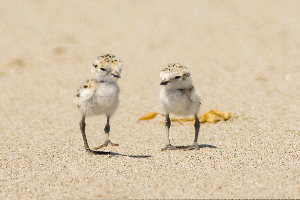 Two baby Snowy Plovers (sea birds) scurry across the sand