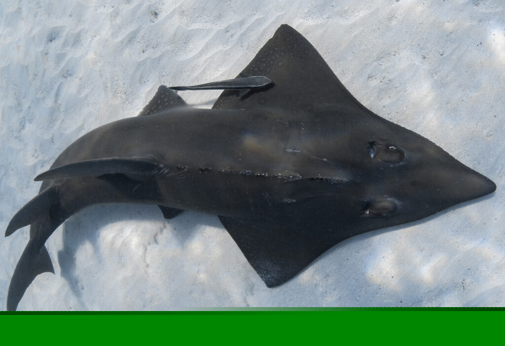 Guitarfish in the ocean
