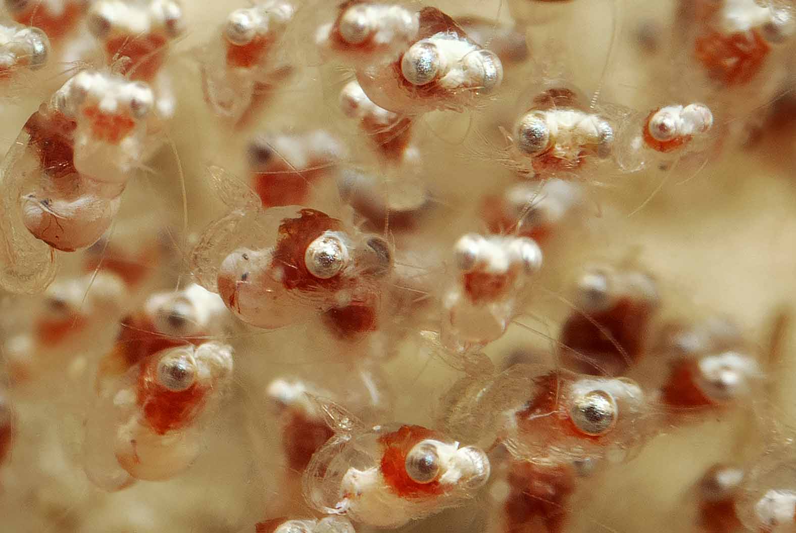 Macro shot of idiomysis shrimp, tiny crustaceans with big eyes.