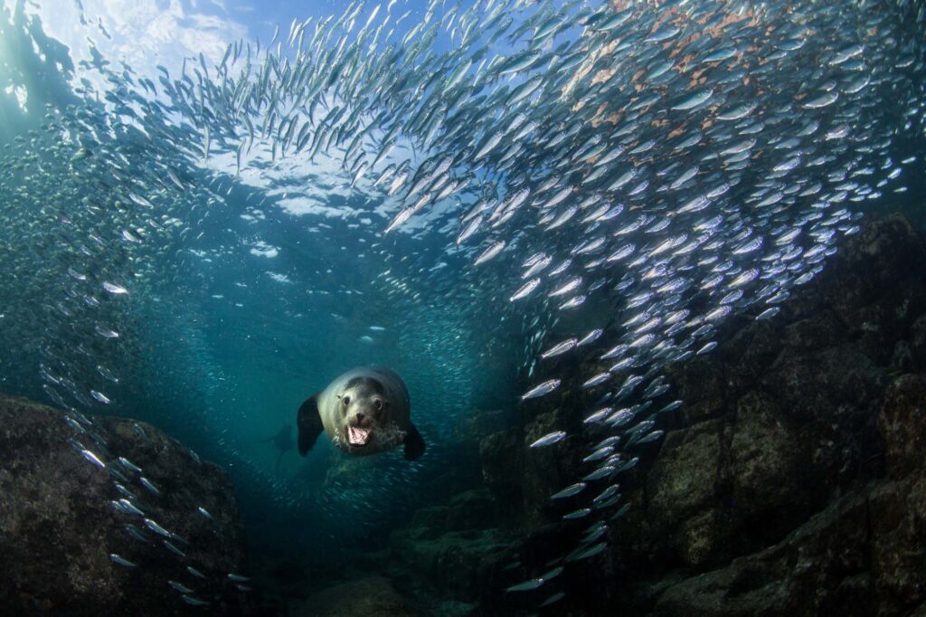 A sea lion diving underwater surrounded by a school of fish, its mouth open in surprise as they look directly at the photographer.