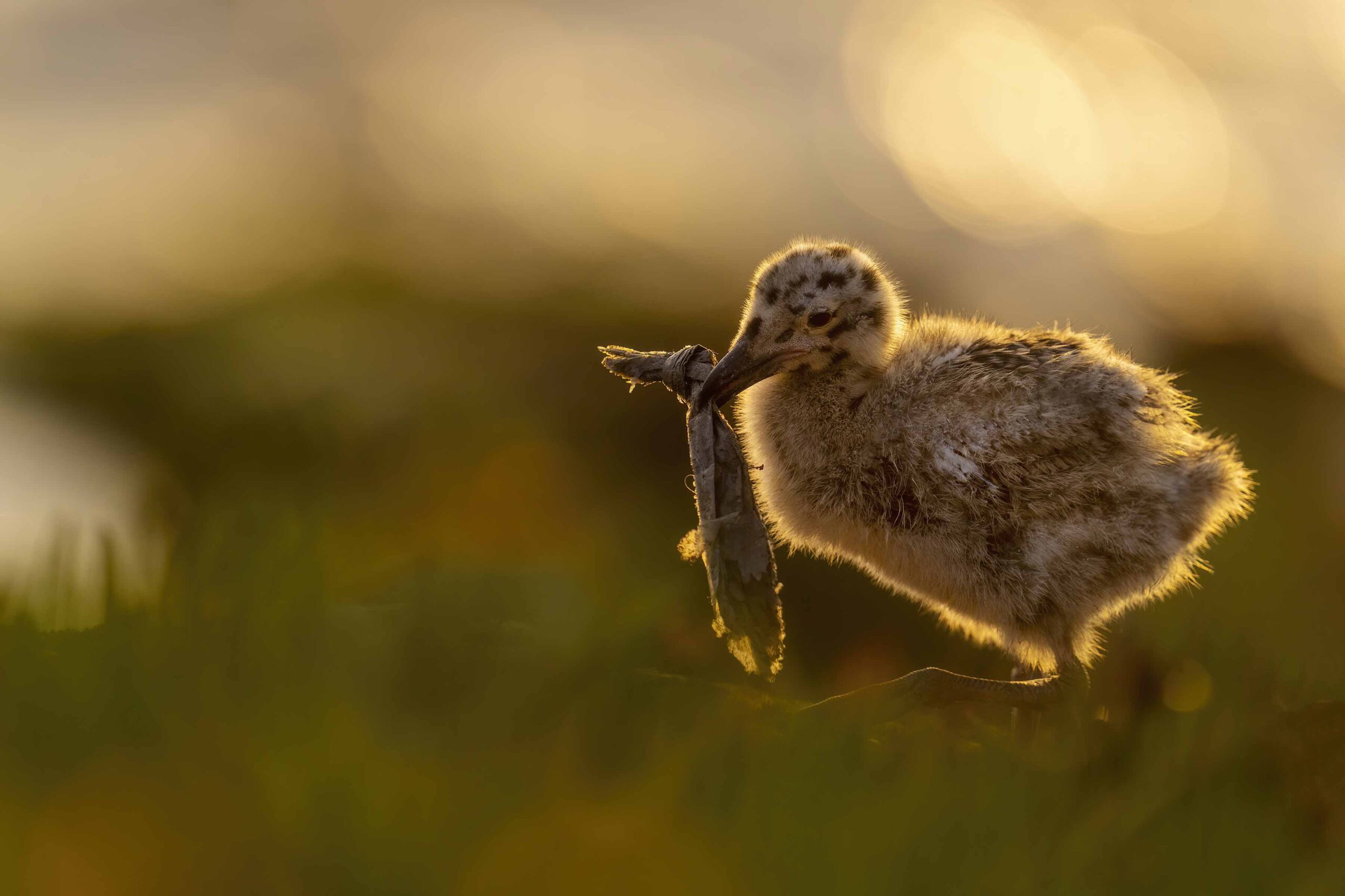 A young gull holding a piece of plastic vaguely resembling a sardine.