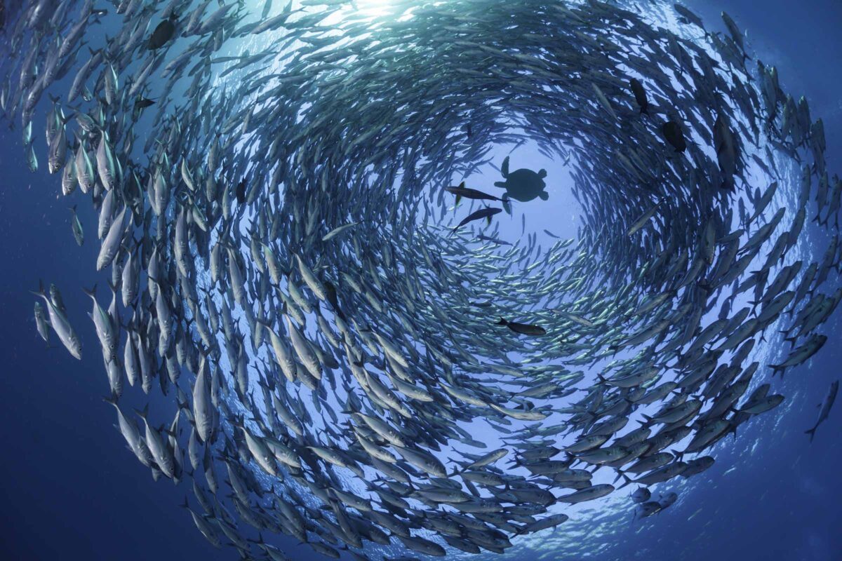 A green sea turtle, Chelonia mydas, an endangered species, is framed by a circling school of bigeye jacks, Caranx sexfasciatus, off the island of Bali, Indonesia.