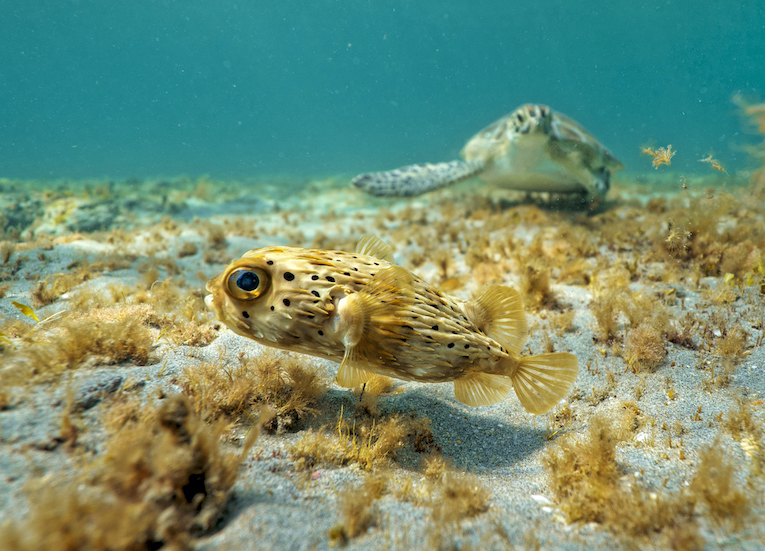 Pufferfish swims in the ocean with a sea turtle in the background