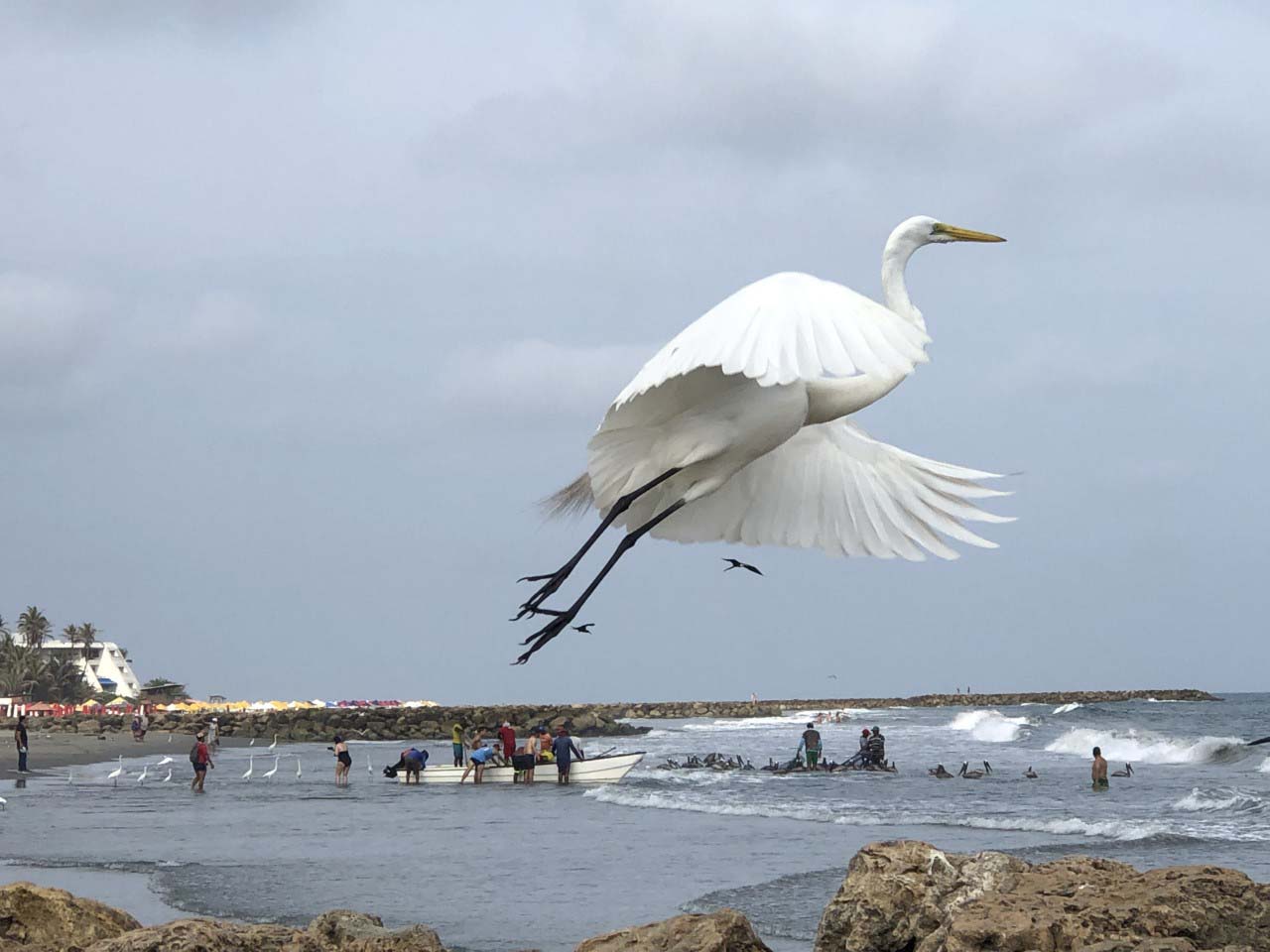 A heron takes flight in the foreground, in the background a group of fishermen interact with other seabirds on shore.