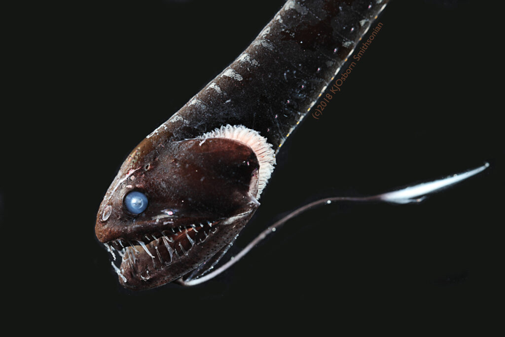 Ultra-black Fish in black water