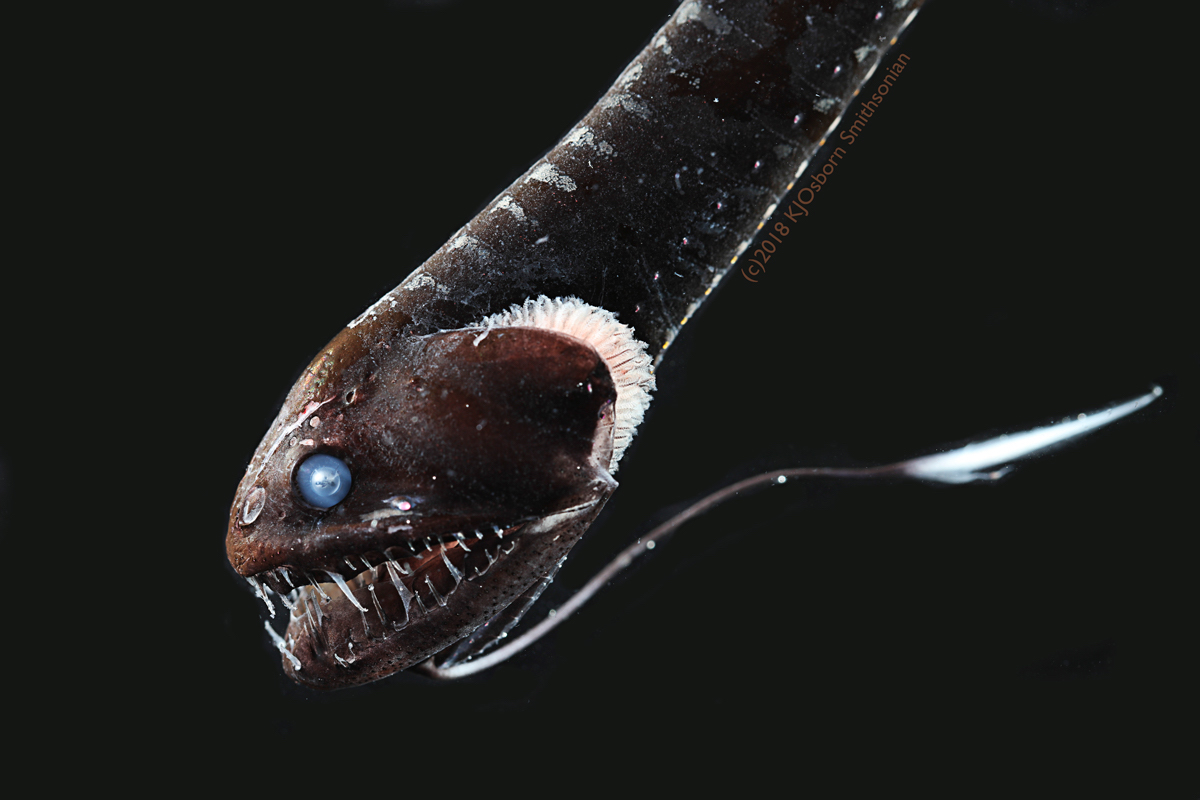Ultra-black Fish in black water