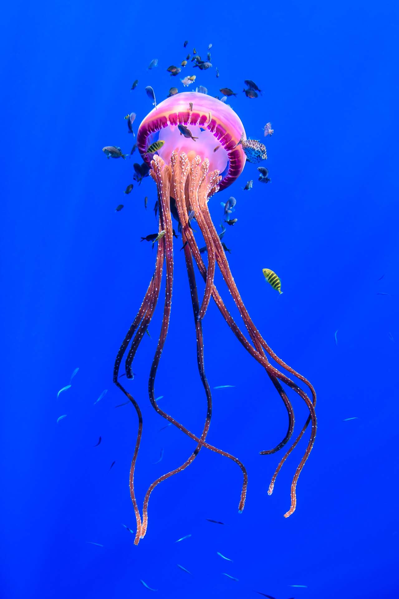 A vibrant pink and orange sea jelly surrounded by tiny yellow fish in crystal blue ocean water.