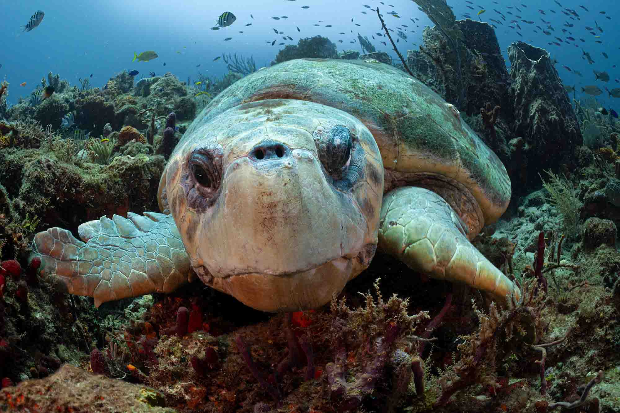 Female loggerhead looking directly ahead as she nestles in a comfy resting spot under the water.