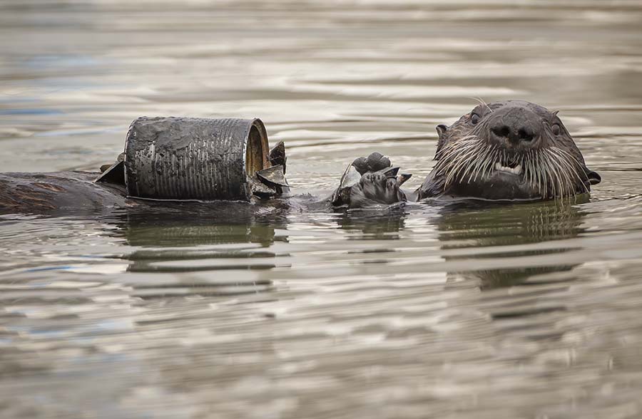 Sea otter laying recumbent in water clutching a muddy tin can.